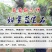 蓝宝石葡萄苗盆栽地栽爬藤当年结果保湿发货