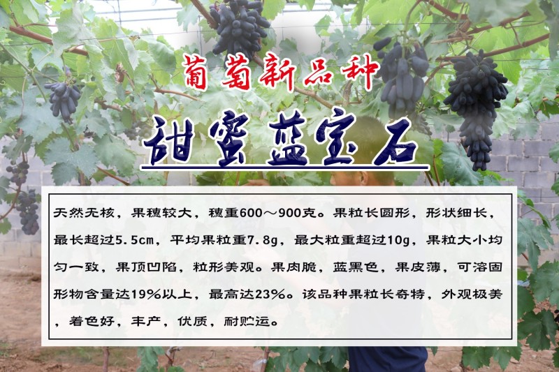 蓝宝石葡萄苗盆栽地栽爬藤当年结果保湿发货