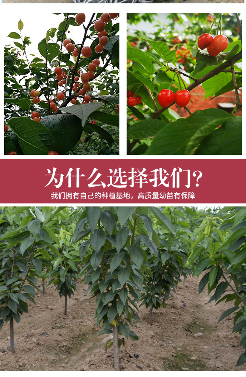 奇早樱桃苗鲁樱三号辉煌1-5佳红布鲁克斯斯基娜