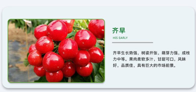 奇早樱桃苗鲁樱三号辉煌1-5佳红布鲁克斯斯基娜
