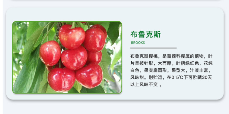 奇早樱桃苗鲁樱三号辉煌1-5佳红布鲁克斯斯基娜
