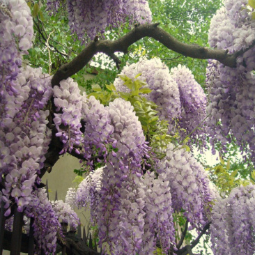 紫藤树苗紫藤萝爬藤攀爬庭院围墙四季开花植物老桩盆栽紫藤花