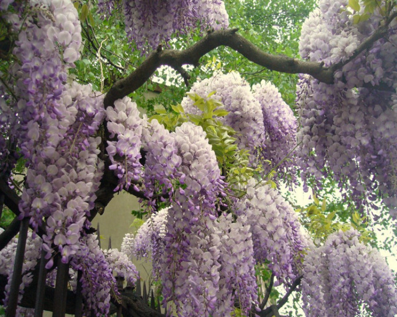 紫藤树苗紫藤萝爬藤攀爬庭院围墙四季开花植物老桩盆栽紫藤花