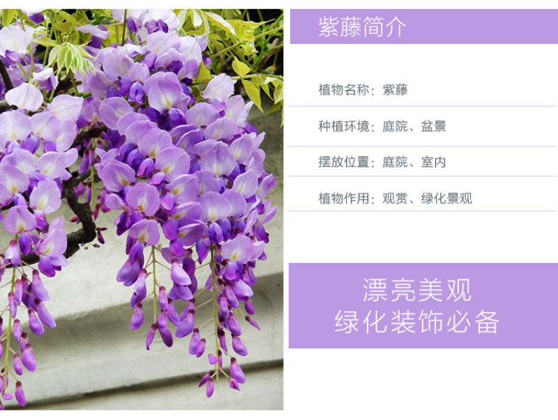 紫藤树苗紫藤萝爬藤攀爬庭院围墙四季开花植物老桩盆栽紫藤花