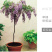 紫藤树苗紫藤萝爬藤攀爬庭院围墙四季开花植物老桩盆栽紫藤花