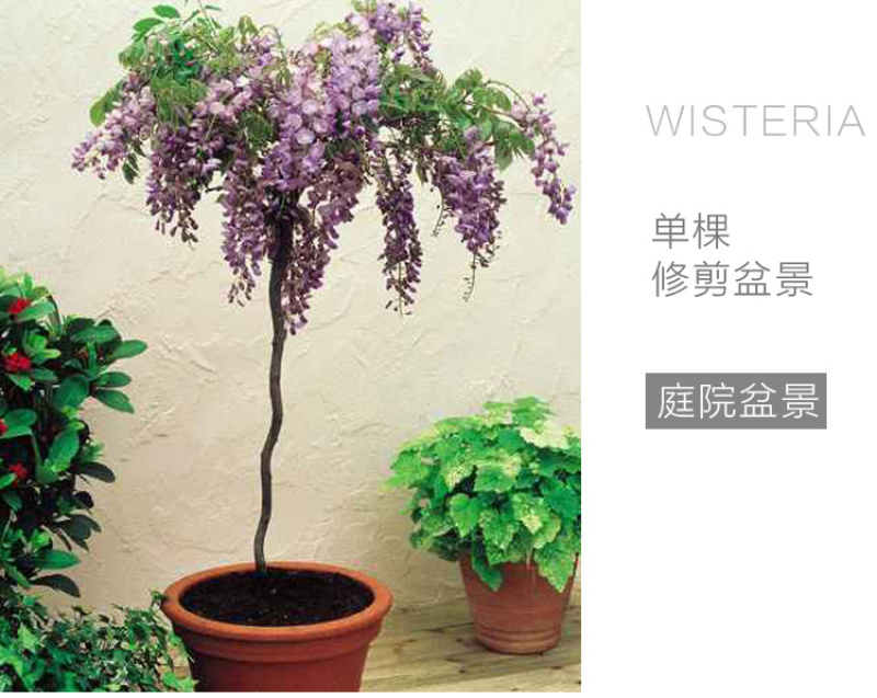 紫藤树苗紫藤萝爬藤攀爬庭院围墙四季开花植物老桩盆栽紫藤花