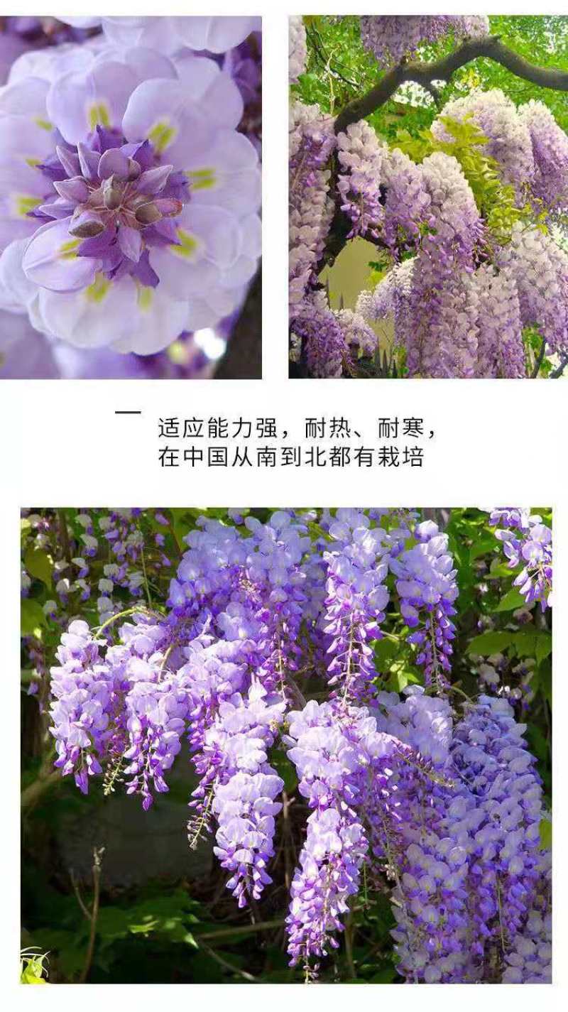 紫藤树苗紫藤萝爬藤攀爬庭院围墙四季开花植物老桩盆栽紫藤花