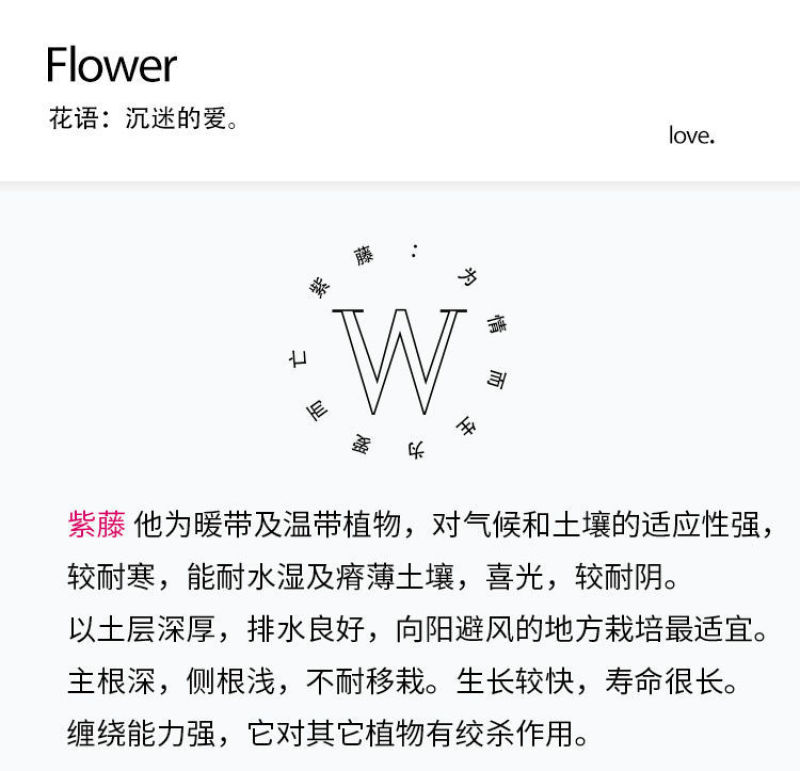 紫藤树苗紫藤萝爬藤攀爬庭院围墙四季开花植物老桩盆栽紫藤花