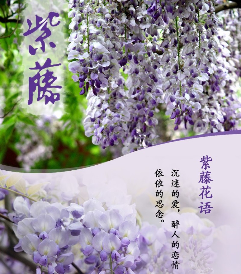 紫藤树苗紫藤萝爬藤攀爬庭院围墙四季开花植物老桩盆栽紫藤花