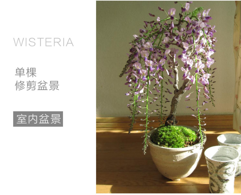 紫藤树苗紫藤萝爬藤攀爬庭院围墙四季开花植物老桩盆栽紫藤花