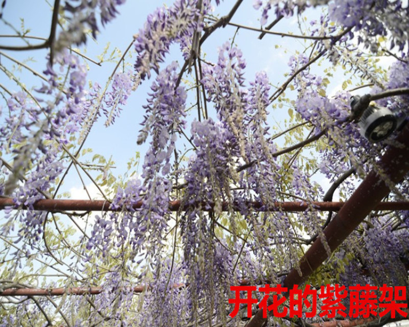 紫藤树苗紫藤萝爬藤攀爬庭院围墙四季开花植物老桩盆栽紫藤花