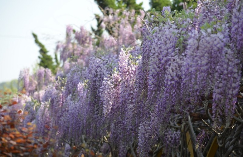 紫藤树苗紫藤萝爬藤攀爬庭院围墙四季开花植物老桩盆栽紫藤花