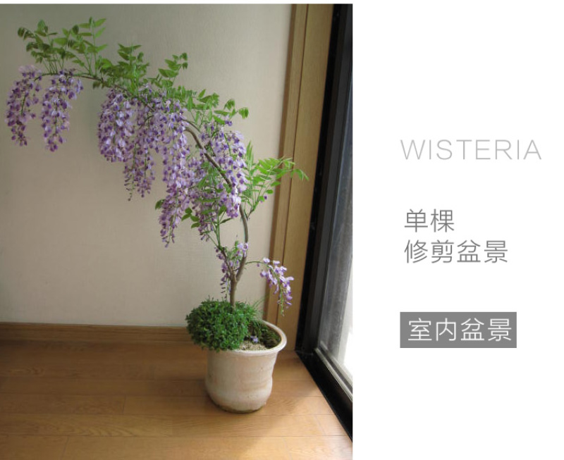 紫藤树苗紫藤萝爬藤攀爬庭院围墙四季开花植物老桩盆栽紫藤花