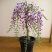 紫藤树苗紫藤萝爬藤攀爬庭院围墙四季开花植物老桩盆栽紫藤花
