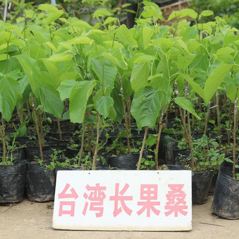 桑葚树苗桑葚树苗嫁接台湾长果桑树苗嫁接无籽大十桑