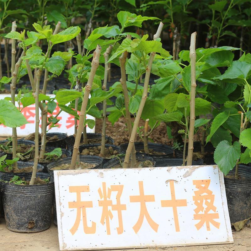 桑葚树苗桑葚树苗嫁接台湾长果桑树苗嫁接无籽大十桑