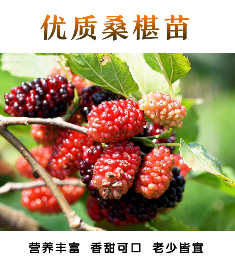 桑葚树苗桑葚树苗嫁接台湾长果桑树苗嫁接无籽大十桑