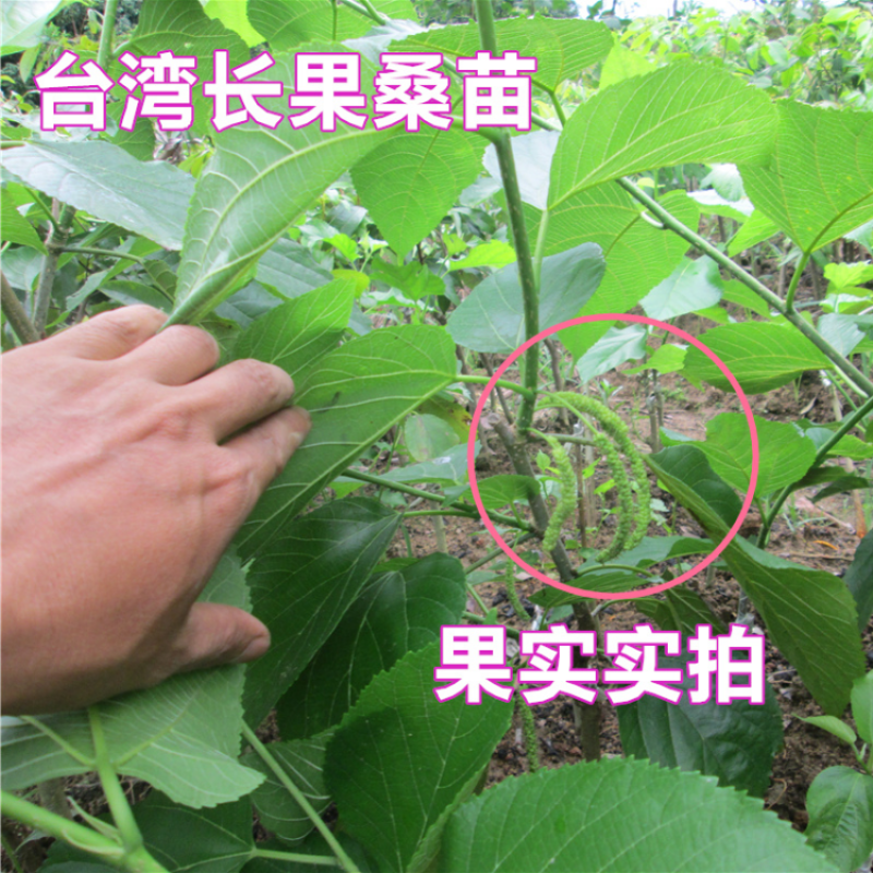 桑葚树苗桑葚树苗嫁接台湾长果桑树苗嫁接无籽大十桑