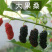 桑葚树苗桑葚树苗嫁接台湾长果桑树苗嫁接无籽大十桑