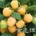双季金维克黄树莓苗，树莓苗，树莓苗品种