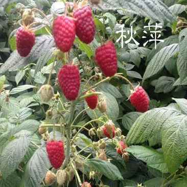 双季秋萍树莓苗，树莓苗，树莓苗品种，高产，早熟树莓苗