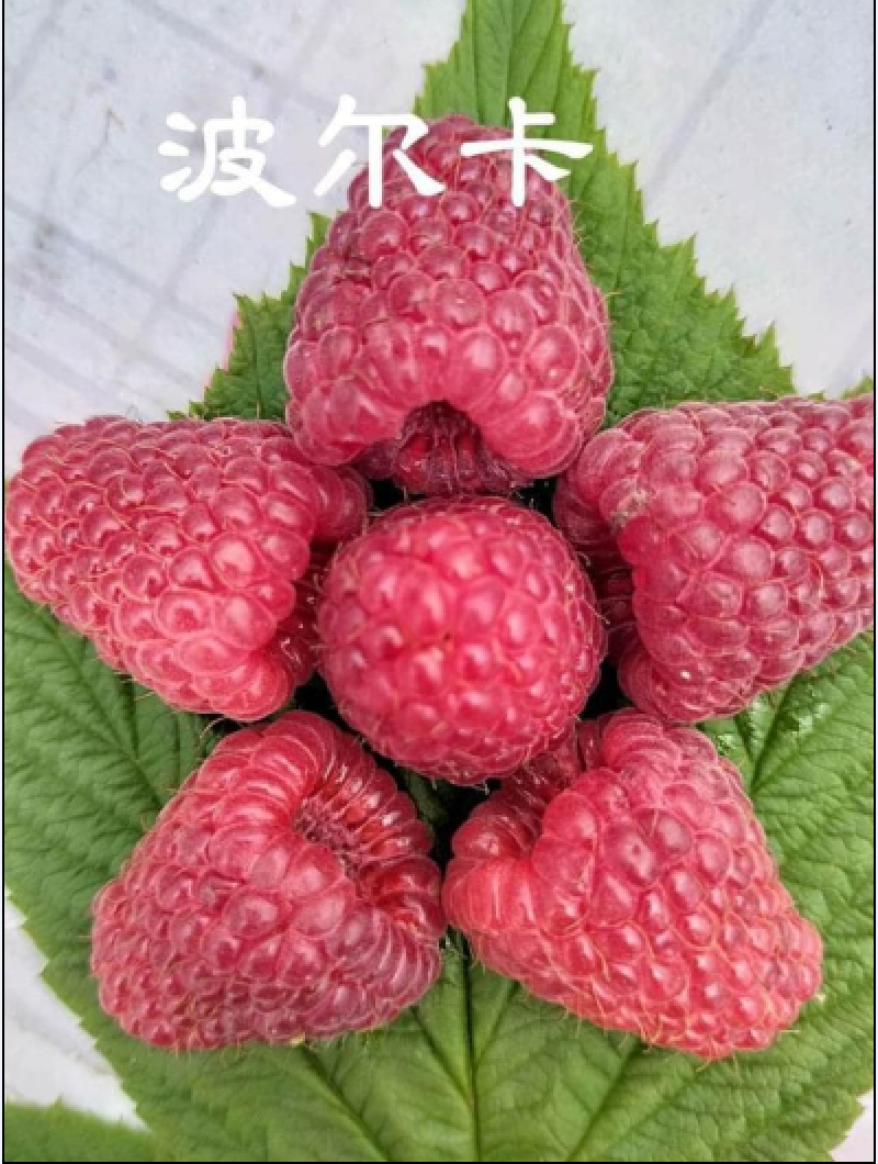 波尔卡红树莓苗，树莓苗，树莓苗品种，当年结果，技术指导