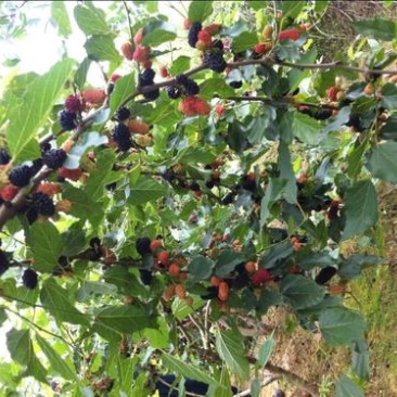 无籽大十果桑苗，桑葚苗，桑树苗，大什果桑桑树苗个头大桑葚苗