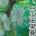 白玉桑葚苗，桑树苗，桑葚树苗，50株起售