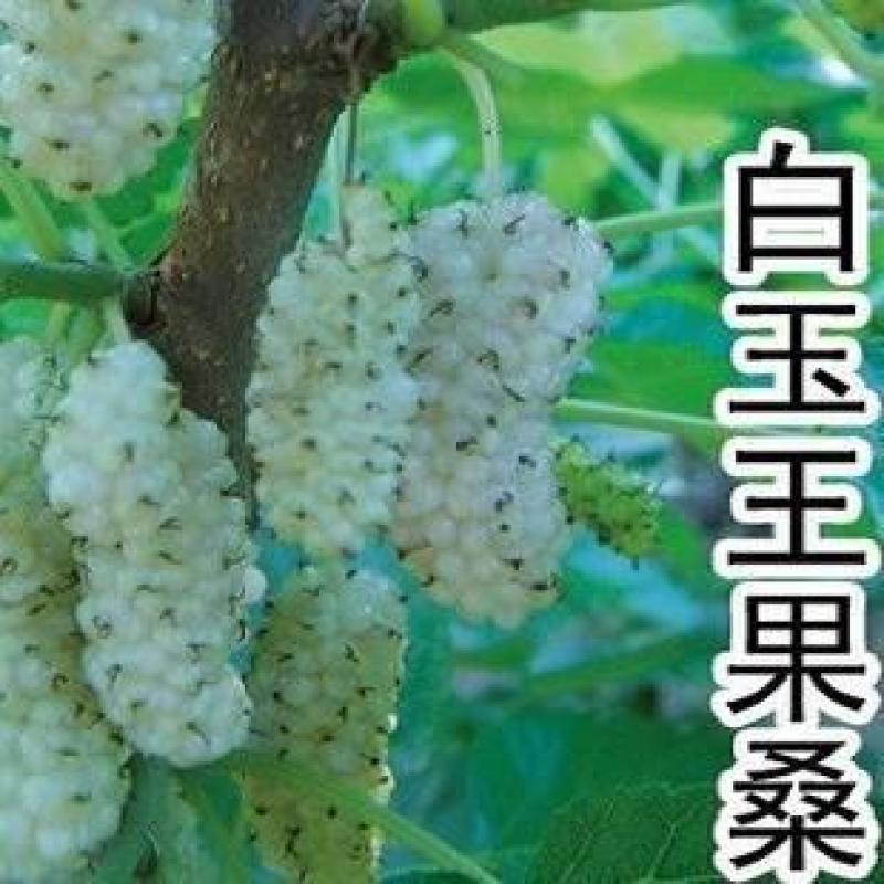 白玉桑葚苗，桑树苗，桑葚树苗，50株起售