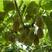 红阳猕猴桃树苗，保证质量，猕猴桃树苗，大量供应中