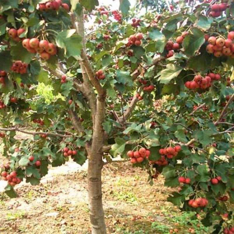 大金星山楂，基地直供，山楂树苗，优良加工品种