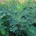 黄金蜜无花果，无花果树苗，新品种，当年种植，当年结果