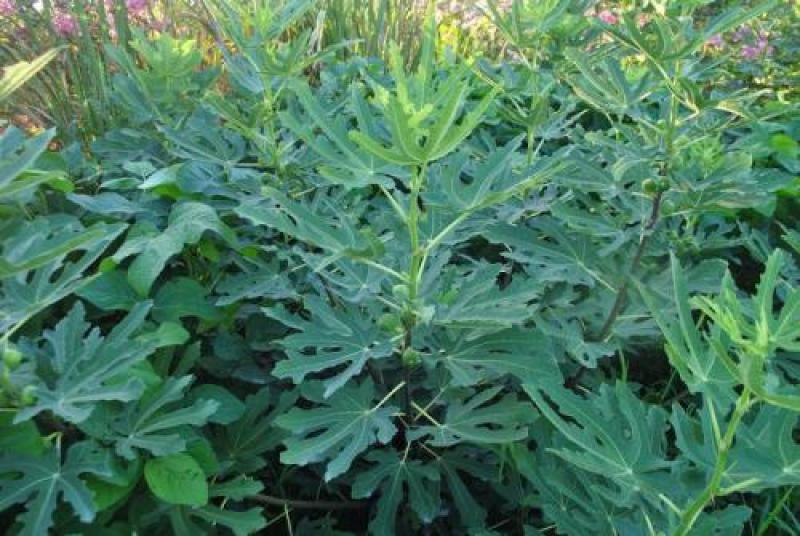 黄金蜜无花果，无花果树苗，新品种，当年种植，当年结果