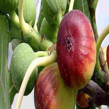 砂糖蜜无花果，无花果树苗，丰产性好