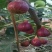 砂糖蜜无花果，无花果树苗，丰产性好