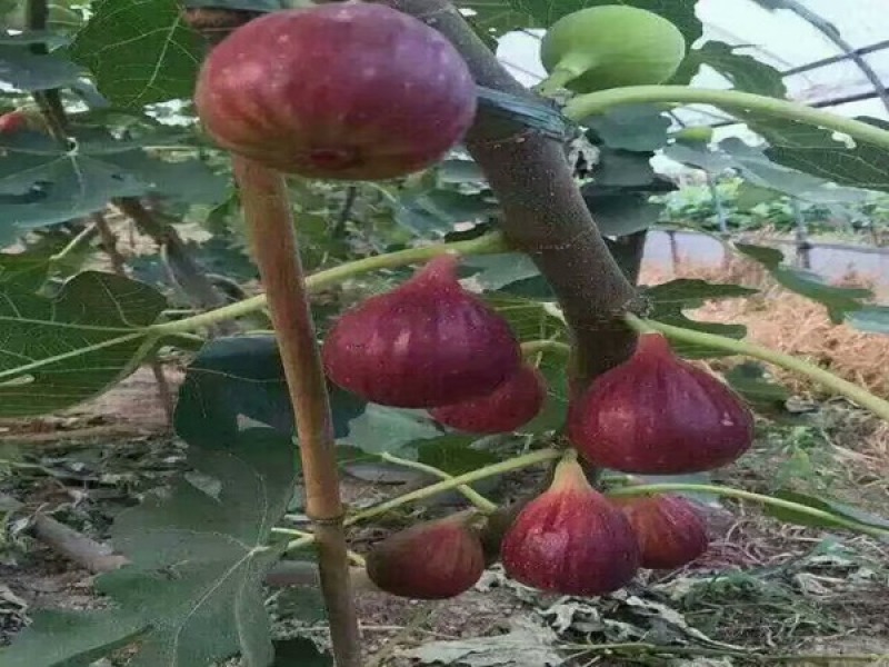 砂糖蜜无花果，无花果树苗，丰产性好