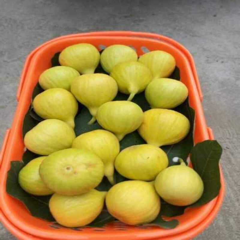 金傲芬黄无花果，无花果树苗，一级苗木，当年结果，50株起售