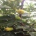 金傲芬黄无花果，无花果树苗，一级苗木，当年结果，50株起售