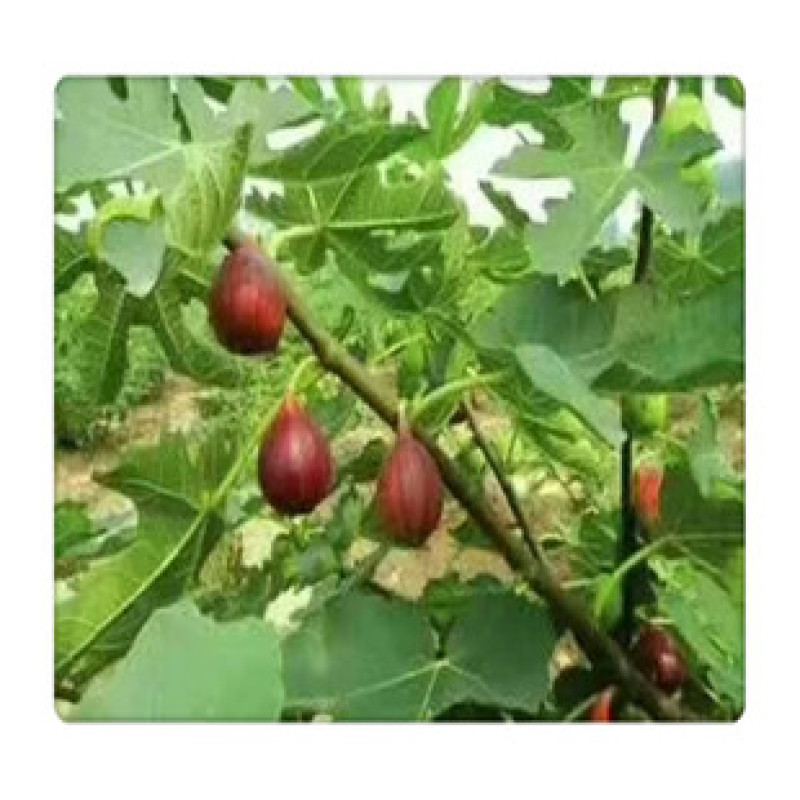 波姬红无花果，无花果树苗，一级苗木，当年结果，基地直供