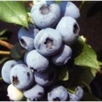 美登蓝莓蓝莓品种树苗蓝莓树苗基地直供量大从优
