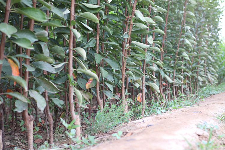 蜂糖李果园标准化种植示意图