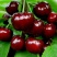 美早大樱桃苗结果早适合南北方栽植庭院阳台都可种植