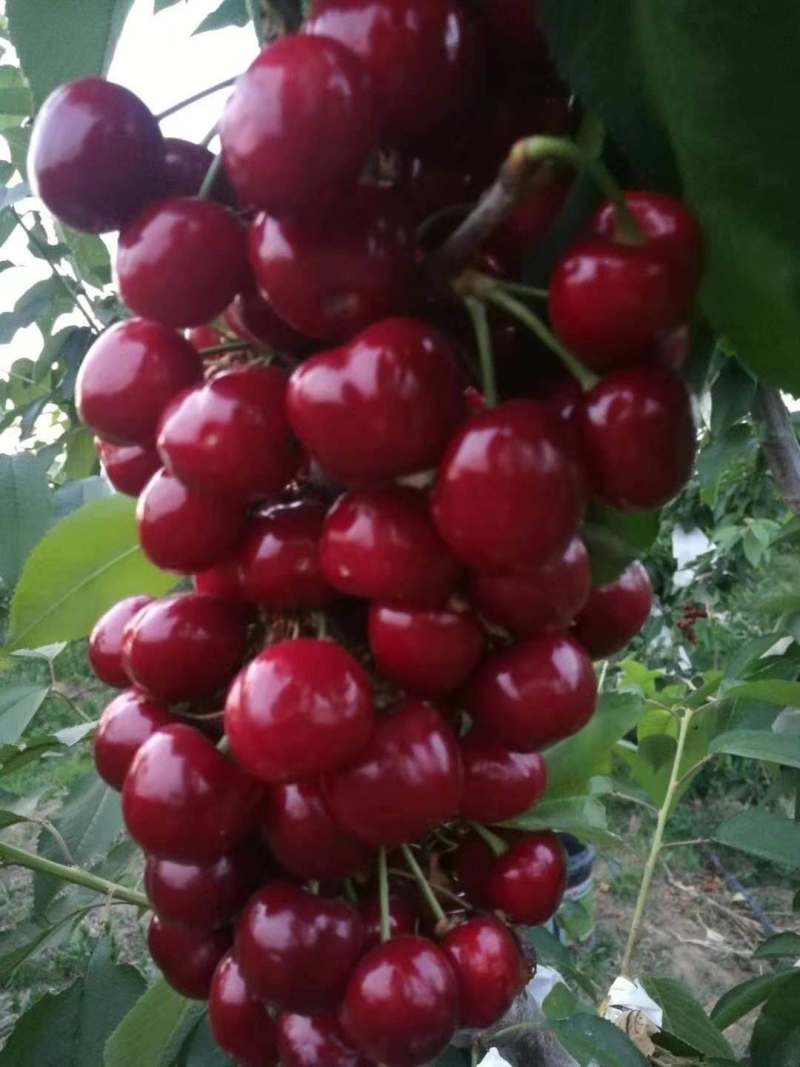 美早大樱桃苗结果早适合南北方栽植庭院阳台都可种植