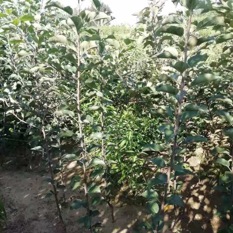 M9t337矮化砧烟富八号苹果树苗苹果苗全国可种植