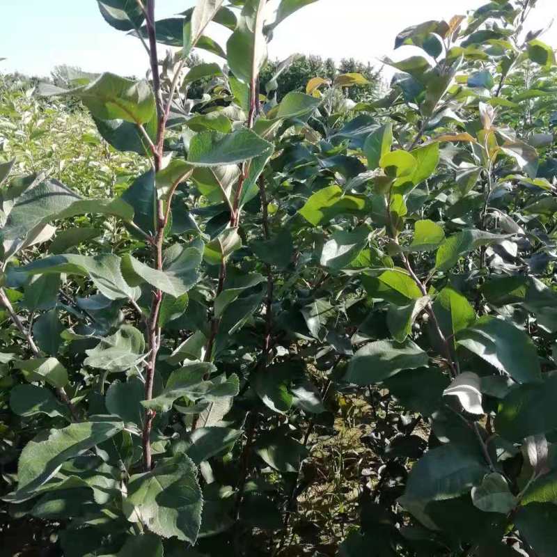 M9t337矮化砧烟富八号苹果树苗苹果苗全国可种植