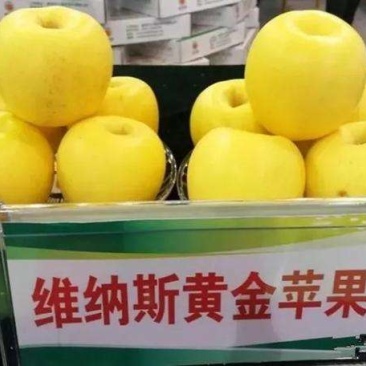 维纳斯黄金苹果苗，苹果树苗，厂家直销，价格优惠