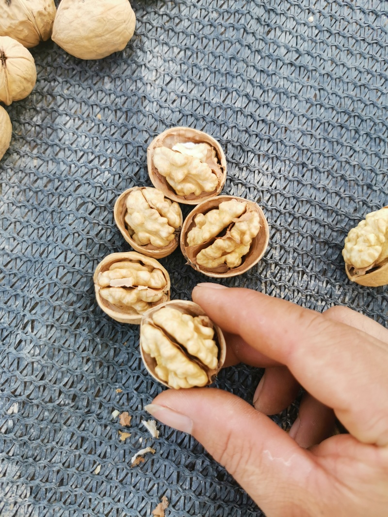 阿克苏185纸皮核桃2024年新货，量大优惠全国发货