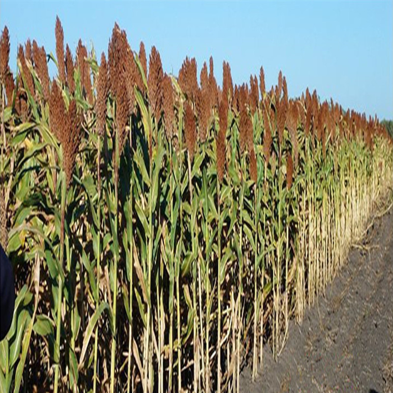 甜高粱种子甜高梁种子饲用甜高粱籽进口高粱高产耐旱饲草