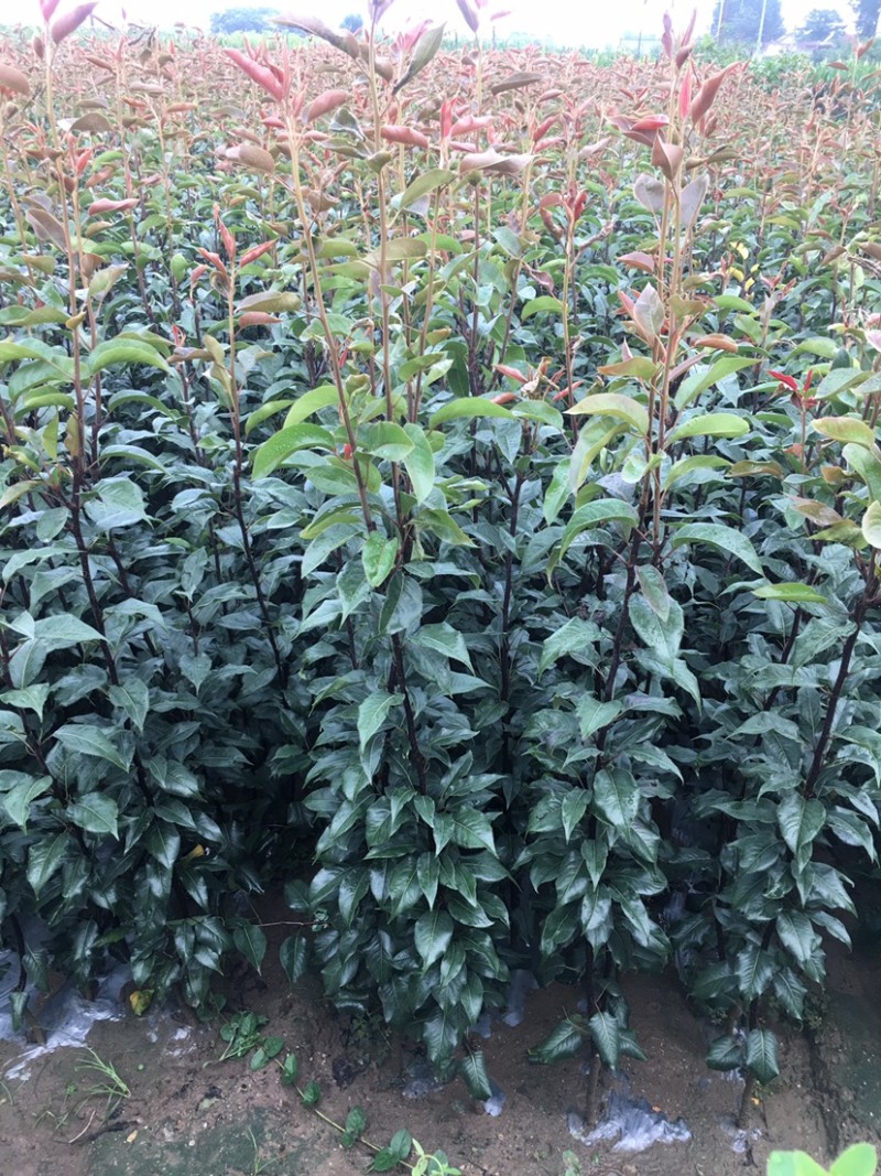 早酥红梨苗精品嫁接梨树苗拒绝假苗基地发货