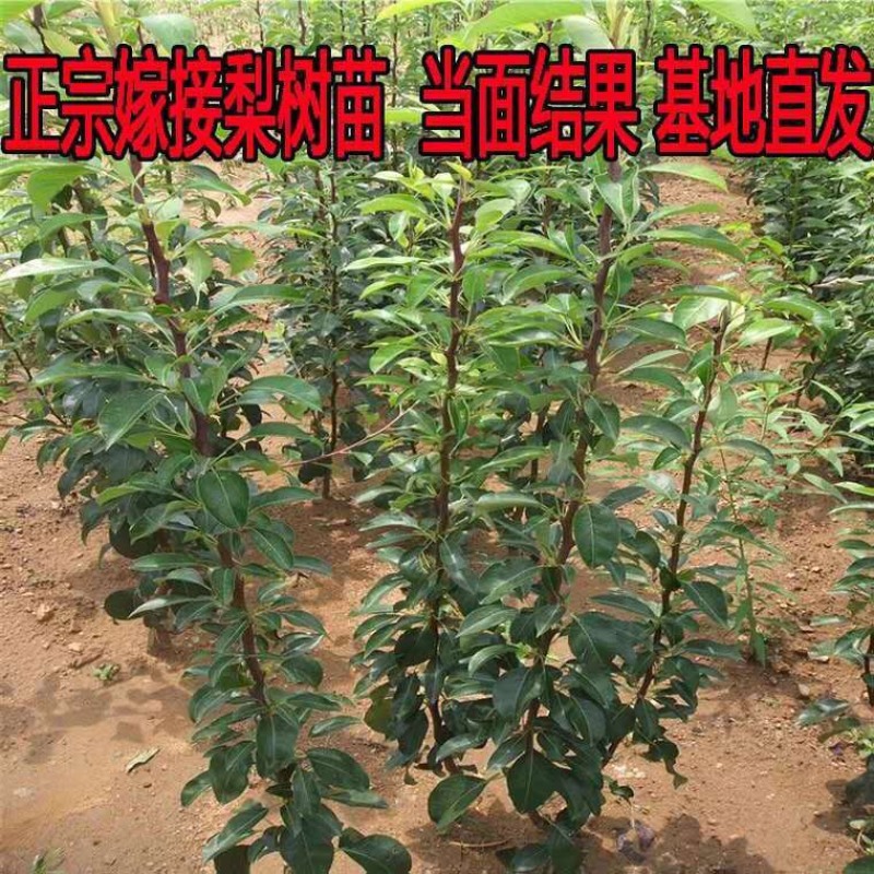 早酥红梨苗精品嫁接梨树苗拒绝假苗基地发货